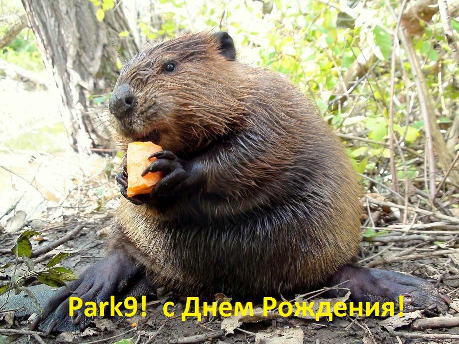 BP Beaver 9 30 12 D.jpg